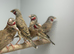 Cut throat finches