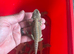Baby bearded dragons ready