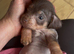 Chichi X miniature Wirehaired Dachshund puppies DNA health checked parents