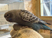 Black face, bfbw, bwbf budgies for sale