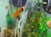 2 large beautiful  angel fish