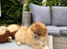 ** KC ORANGE SABLE POMERANIAN GIRL**