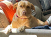 Goldador puppies for sale (Labrador x golden retriever)