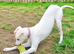 3/4 Saluki bitch pup from perfect bloodlines