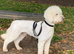Beautiful homebred Labradoodle puppies!