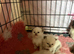 Pure ragdoll babies
