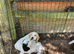 Cocker Spaniel pups, KC registered DNA clear