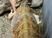 Female bearded dragon