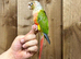 Pineapple conure
