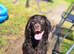 4 year old cocker spaniel