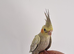 Fully Handreared Super Tame Baby Cockatiels