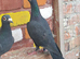 Black racing pigeons for sale