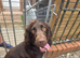 Beautiful Sprocker Male. 12 months