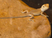 Baby bearded dragons