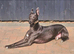 Whippet puppies