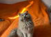 British longhair