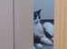 Black and white Cat