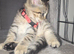 Beautiful Kittens Looking for Loving Homes
