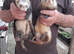 Ferrets for Sale