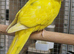 Stunning Kakirikies available