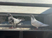 2 baby pigeons for sale