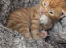 Beautiful ginger kittens