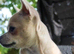 Girl chihuahua