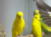 Budgies