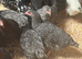 Speckled hens