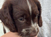 Beautiful sprocker puppys.