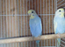Baby rainbow budgies
