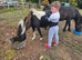 Beautiful shetland gelding