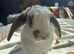 2 lovely male lionheads looking for a super home!