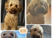 Beautiful Double Doodle puppies for sale
