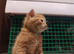 Last Adorable All Ginger Male Kitten
