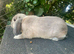 Beautiful mini lop buck