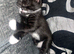 2 female British short haired x Scottish folds