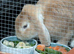Lop ear rabbit