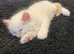 Kittens for sale
