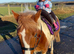 12.2 pony for sale