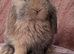 Mini lop babies