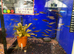 Beckfordi Pencilfish (Nannostomus beckfordi)