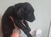 American bull dog x presa canario