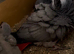 Baby African grey