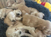 7 golden cocker spaniels