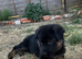 Show-Line German Shepherd Puppy
