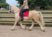 14.2hh 6 year old