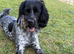 Male cocker spaniel