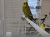 Young budgies pair in London