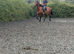Elegant Pure Spanish Horse Available Now